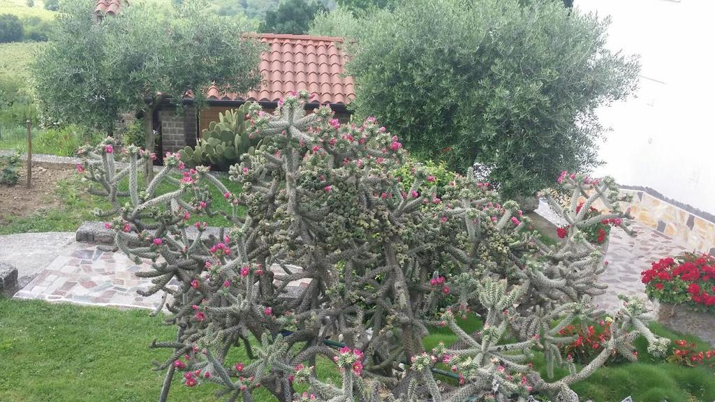 Guest House Nena Motovun Exterior photo